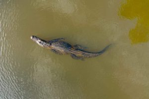 Alligator - تمساح