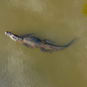 Alligator - تمساح