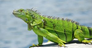 Green Iguana - ایگوانای سبز