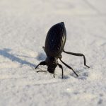سوسک تیره یا Darkling Beetle