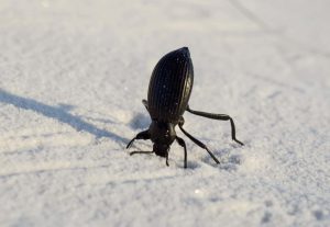 سوسک تیره یا Darkling Beetle