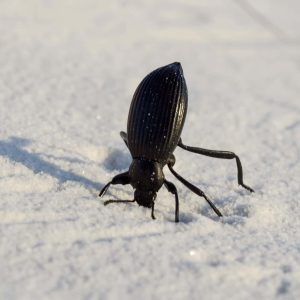 سوسک تیره یا Darkling Beetle
