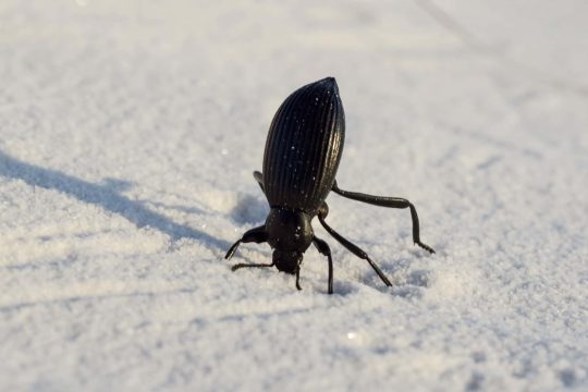 سوسک تیره یا Darkling Beetle