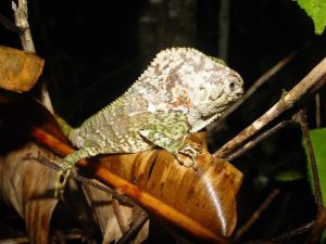 Helmeted Lizard - مارمولک کلاه‌ خود دار - حیوانات عجیب
