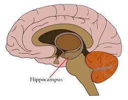 Hippocampus - هیپوکامپ