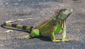 ایگوانا - Iguana