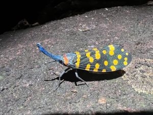 Indian Lanternfly - فانوس دریایی هندی