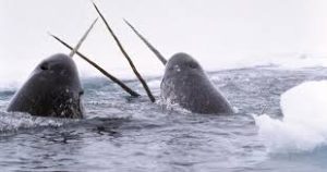 شبه نهنگ تک شاخ - Narwhal