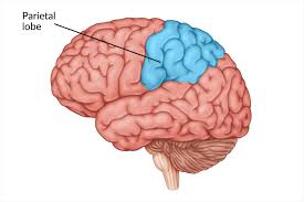 Parietal Lobe - مغز و هوش مصنوعی