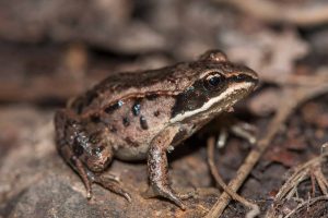 woody Frog - حیوانات عجیب