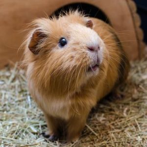 Guinea Pig - خوکچه هندی اهلی