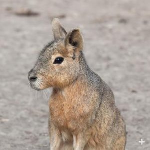 گونه ی mara-patagonia از خوکچه هندی
