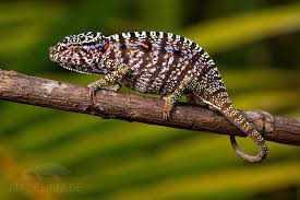 Furcifer voeltzkowi - آفتاب‌پرست ولتسکو