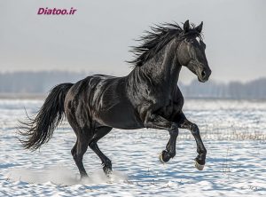 تصویر هنری اسب تاریک در محیط سفید نماد تفاوت فردی